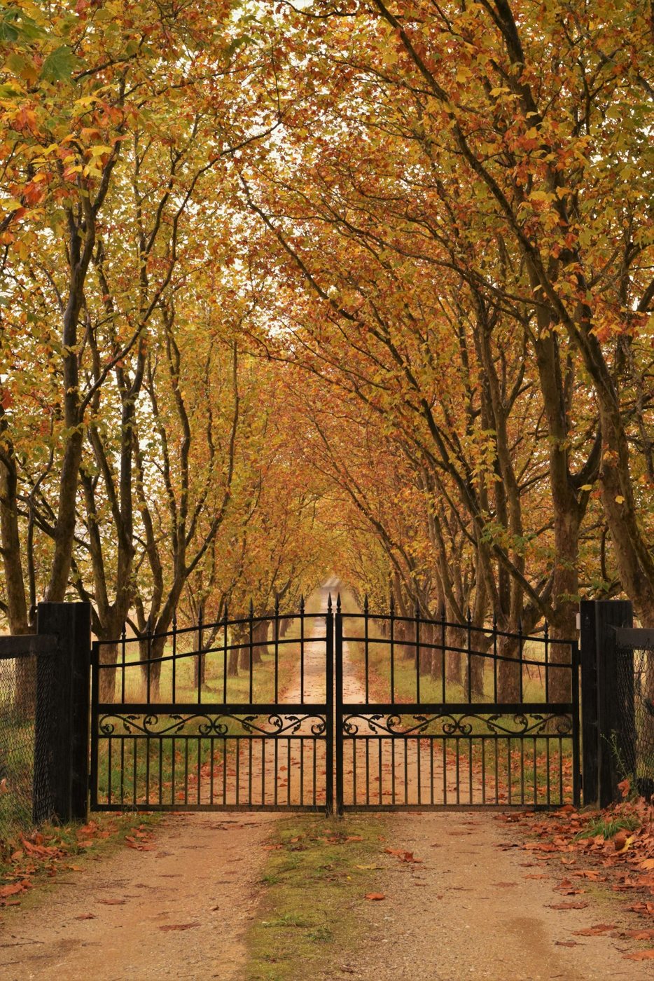 An autumn avenue behind a gate in the Southern Highlands