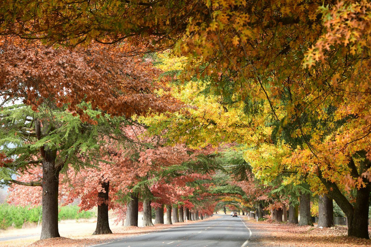 A road lined with autumn trees in Bright