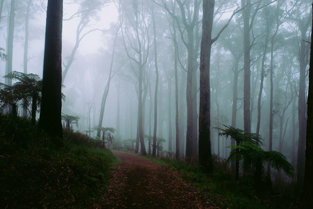 Tall forest trees fading into mist in the Dandenong Ranges