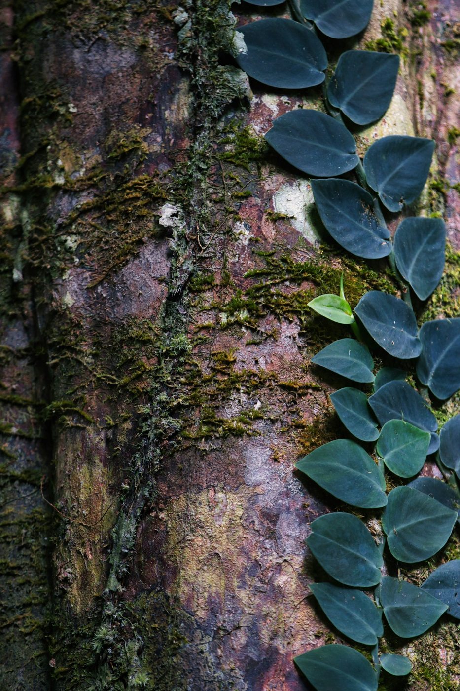 Climbing leaves and textured bark in the Daintree rainforest