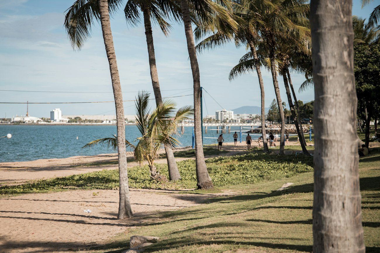 Palms beside the Townsville waterfront