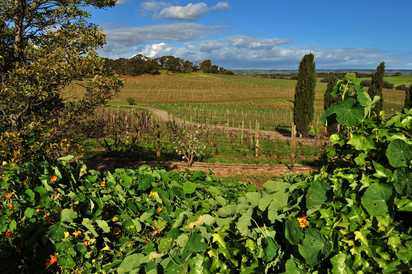 Grapevines and rolling hills at Coriole in McLaren Vale