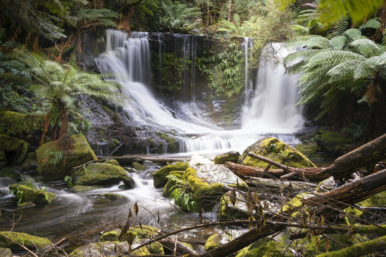 A waterfall surrounded by ferns and moss at Mount Field