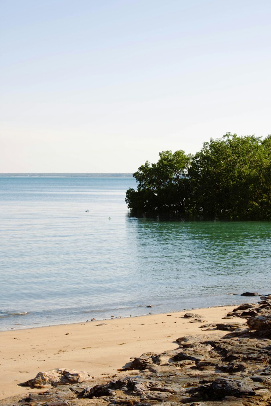 A sheltered beach and mangroves near Darwin